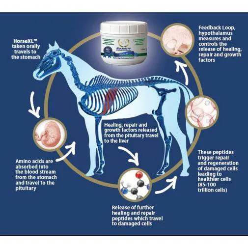 Equinety Horse XL Amino Acid Supplement 600g